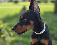 Leopold - AKC, health tested lines, a male Doberman Pinscher for sale in Milford, IN – 2 of 8