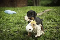 Cedric - AKC, Health tested lines, a male Doberman Pinscher for sale in Milford, IN – 5 of 10