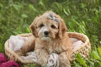 Pixie, a female Cavalier King Charles Spaniel and Miniature Bernedoodle for sale in Milford, IN – 7 of 8