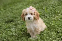 Tinkerbell, a female Cavalier King Charles Spaniel and Miniature Bernedoodle for sale in Milford, IN – 7 of 7