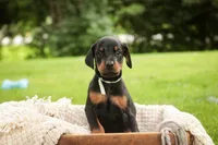 Reverie - AKC, Health tested lines, a female Doberman Pinscher for sale in Milford, IN – 5 of 7