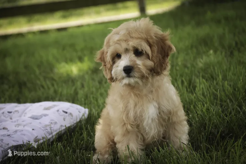 Pixie – Cavalier King Charles Spaniel, Miniature Bernedoodle puppy for sale in Milford, IN