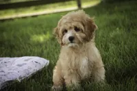 Pixie, a female Cavalier King Charles Spaniel and Miniature Bernedoodle for sale in Milford, IN – 1 of 6