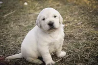 processed/6b4592ea-b665-43e4-ae4b-5534e48ca0a1/listing/1f3291ca-e4d7-42b4-8a92-5c2a2ddc46a9/21285af1-ea0b-4ff0-a901-28d127b2fdf9