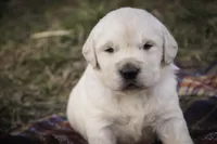 processed/6b4592ea-b665-43e4-ae4b-5534e48ca0a1/listing/1f3291ca-e4d7-42b4-8a92-5c2a2ddc46a9/ba4badbf-70a9-4da9-a4de-0b4af7743e76