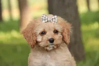 Buttons - Munchkin Bernedoodle, a female Cavalier King Charles Spaniel and Miniature Bernedoodle for sale in Milford, IN – 2 of 7