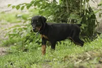 Elowen - AKC, health tested lines, a female Doberman Pinscher for sale in Milford, IN – 4 of 8