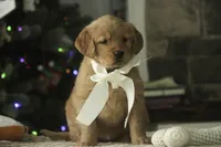 Savannah - AKC, a female Golden Retriever for sale in Milford, IN – Photo 7 of 10