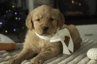 Savannah - AKC, a female Golden Retriever for sale in Milford, IN – Photo 4 of 10