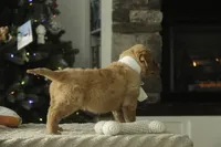 Savannah - AKC, a female Golden Retriever for sale in Milford, IN – Photo 6 of 10