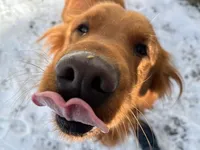 Savannah - AKC, a female Golden Retriever for sale in Milford, IN – Photo 10 of 10
