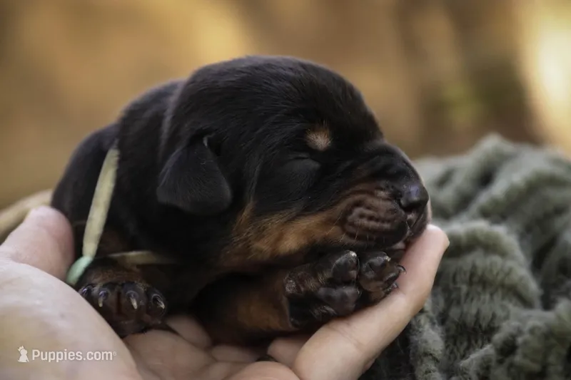 Reverie - AKC, Health tested lines, a female Doberman Pinscher for sale in Milford, IN – Photo 1 of 7