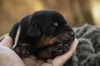 Reverie - AKC, Health tested lines, a female Doberman Pinscher for sale in Milford, IN – Photo 1 of 7