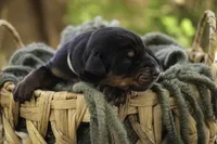 Reverie - AKC, Health tested lines, a female Doberman Pinscher for sale in Milford, IN – Photo 5 of 7