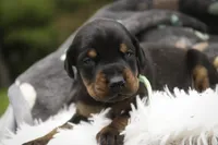 Reverie - AKC, Health tested lines, a female Doberman Pinscher for sale in Milford, IN – 3 of 7