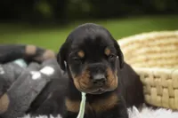Reverie - AKC, Health tested lines, a female Doberman Pinscher for sale in Milford, IN – 6 of 7