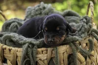 Reverie - AKC, Health tested lines, a female Doberman Pinscher for sale in Milford, IN – Photo 4 of 7