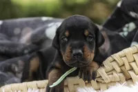 Reverie - AKC, Health tested lines, a female Doberman Pinscher for sale in Milford, IN – 5 of 7