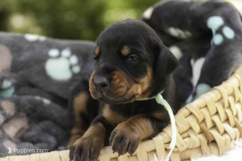 Reverie - AKC, Health tested lines – Doberman Pinscher puppy for sale in Milford, IN