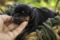 Reverie - AKC, Health tested lines, a female Doberman Pinscher for sale in Milford, IN – Photo 2 of 7