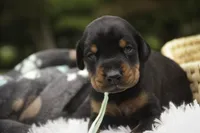 Reverie - AKC, Health tested lines, a female Doberman Pinscher for sale in Milford, IN – 7 of 7