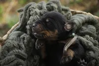 Reverie - AKC, Health tested lines, a female Doberman Pinscher for sale in Milford, IN – Photo 3 of 7