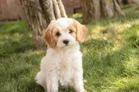 Fairy - Munchkin Bernedoodle, a female Cavalier King Charles Spaniel and Miniature Bernedoodle for sale in Milford, IN – 5 of 8