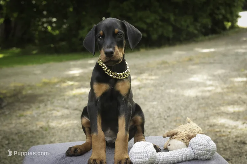 Leopold - AKC, health tested lines – Doberman Pinscher puppy for sale in Milford, IN