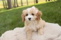 Tinkerbell, a female Cavalier King Charles Spaniel and Miniature Bernedoodle for sale in Milford, IN – 2 of 7