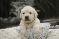 Amelia - AKC , a female English Cream Golden Retriever for sale in Milford, IN – 7 of 8