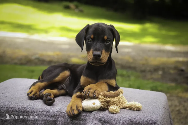 Griffin - AKC, health tested lines – Doberman Pinscher puppy for sale in Milford, IN