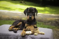 Griffin - AKC, health tested lines, a male Doberman Pinscher for sale in Milford, IN – 1 of 7