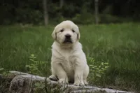 Cooper - AKC , a male English Cream Golden Retriever for sale in Milford, IN – 5 of 9