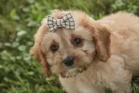 Buttons - Munchkin Bernedoodle, a female Cavalier King Charles Spaniel and Miniature Bernedoodle for sale in Milford, IN – 5 of 7