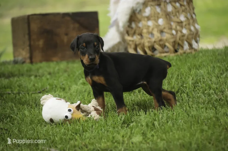 Elowen - AKC, health tested lines – Doberman Pinscher puppy for sale in Milford, IN