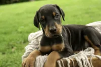 Cedric - AKC, Health tested lines, a male Doberman Pinscher for sale in Milford, IN – 3 of 10