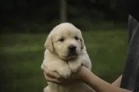 Cooper - AKC , a male English Cream Golden Retriever for sale in Milford, IN – 8 of 9