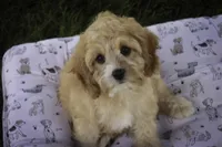 Pixie, a female Cavalier King Charles Spaniel and Miniature Bernedoodle for sale in Milford, IN – 2 of 6