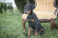 Malcolm - AKC, Health tested lines, a male Doberman Pinscher for sale in Milford, IN – 2 of 8