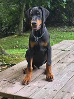 Griffin - AKC, health tested lines, a male Doberman Pinscher for sale in Milford, IN – 2 of 10