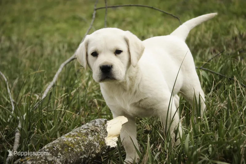 Sheldon - AKC, health tested parents – Labrador Retriever puppy for sale in Milford, IN