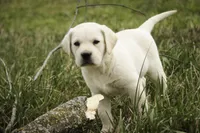 Sheldon - AKC, health tested parents, a male Labrador Retriever for sale in Milford, IN – Photo 1 of 10