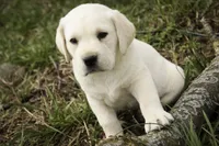 Sheldon - AKC, health tested parents, a male Labrador Retriever for sale in Milford, IN – Photo 5 of 10