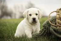 Sheldon - AKC, health tested parents, a male Labrador Retriever for sale in Milford, IN – Photo 4 of 10