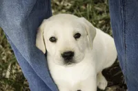 Sheldon - AKC, health tested parents, a male Labrador Retriever for sale in Milford, IN – Photo 2 of 10