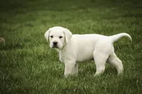 Sheldon - AKC, health tested parents, a male Labrador Retriever for sale in Milford, IN – Photo 6 of 10