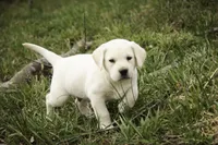 Sheldon - AKC, health tested parents, a male Labrador Retriever for sale in Milford, IN – Photo 3 of 10