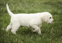Sheldon - AKC, health tested parents, a male Labrador Retriever for sale in Milford, IN – Photo 9 of 10