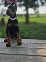 Leopold - AKC, health tested lines, a male Doberman Pinscher for sale in Milford, IN – 3 of 8