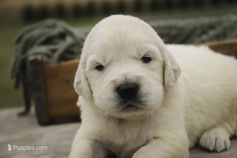 Jasper - AKC, health tested parents – English Cream Golden Retriever puppy for sale in Milford, IN
